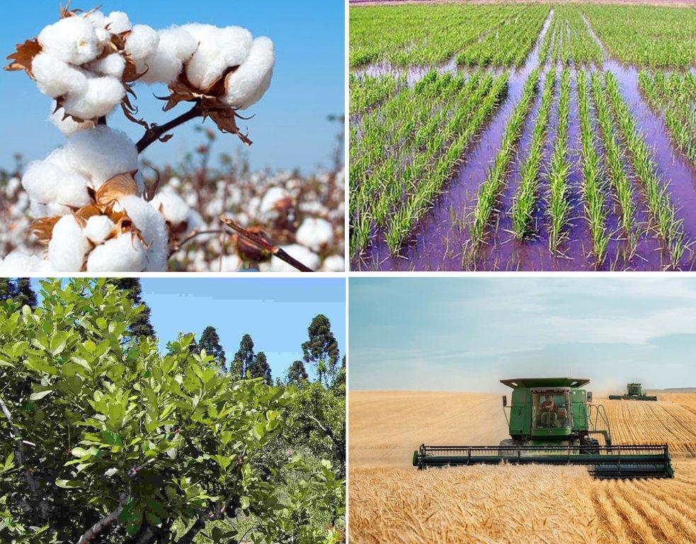 El Niño en el NEA: qué cultivos enfrentan mayores riesgos